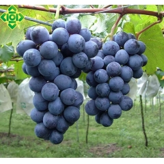 一级巨峰（商品净重12斤）