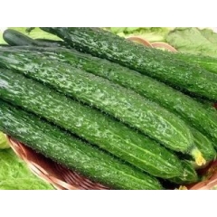 水黄瓜筐装（1.33/斤净重 45斤）