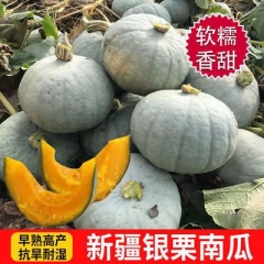 安耀 正宗新疆银栗南瓜金丝贵族南瓜软糯香甜新鲜宝宝辅食5/9...