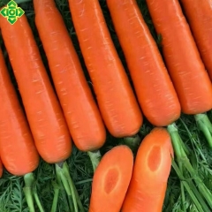 精品胡萝卜（商品净重8.9斤）