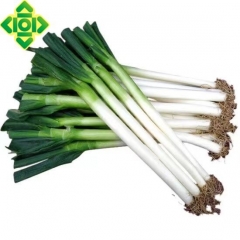 大葱（商品净重30斤）