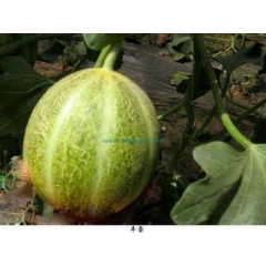 香瓜（5.44/斤净重22.8斤）