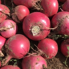 大红皮萝卜（1.3/斤净重20斤）